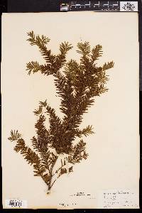 Taxus canadensis image