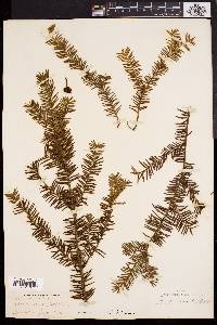 Taxus canadensis image