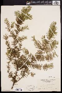 Taxus canadensis image