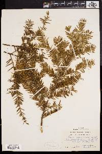 Taxus canadensis image