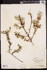 Taxus canadensis image