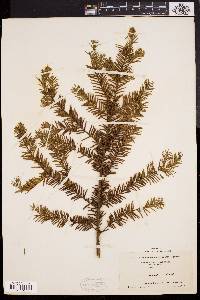 Taxus canadensis image