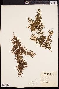 Taxus canadensis image