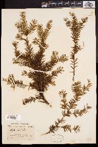 Taxus canadensis image