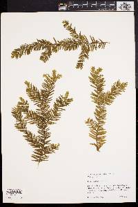 Taxus canadensis image