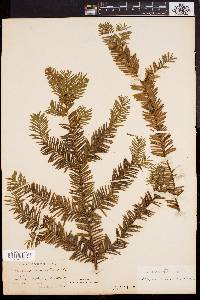 Taxus canadensis image