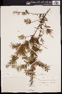 Taxus canadensis image