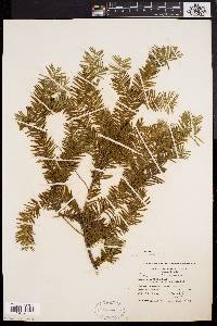 Taxus canadensis image