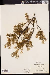 Taxus canadensis image