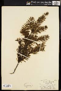 Taxus canadensis image