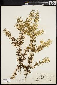 Taxus canadensis image