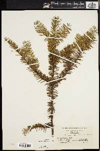 Taxus canadensis image