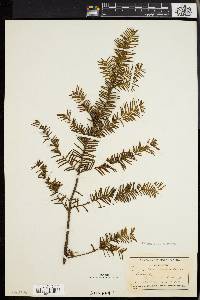 Taxus canadensis image