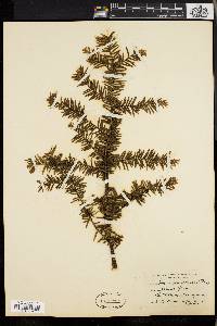 Taxus canadensis image