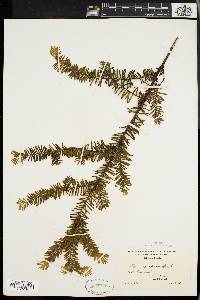 Taxus canadensis image