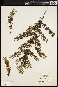 Taxus canadensis image