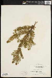 Taxus canadensis image