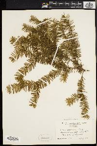 Taxus canadensis image