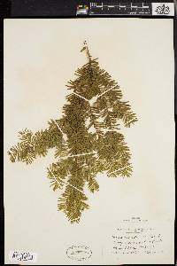 Taxus canadensis image