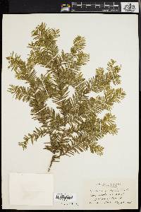 Taxus canadensis image