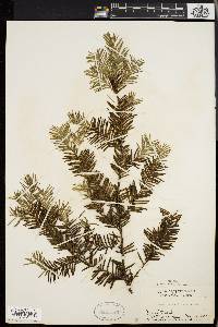 Taxus canadensis image