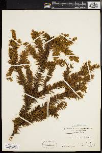 Taxus canadensis image