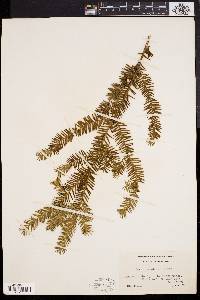 Taxus canadensis image