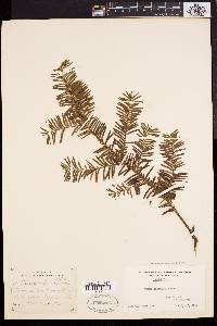 Taxus canadensis image