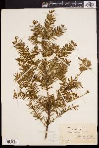 Taxus canadensis image