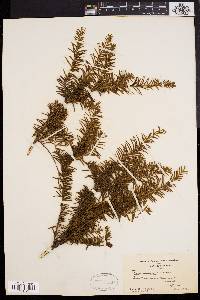 Taxus canadensis image