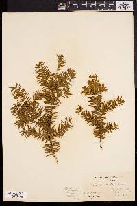 Taxus canadensis image