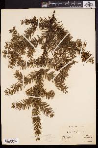 Taxus canadensis image