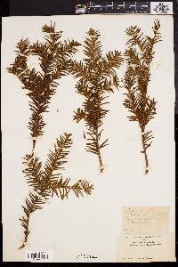 Taxus canadensis image