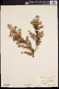 Taxus canadensis image