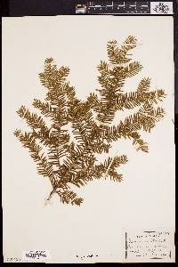 Taxus canadensis image