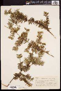 Taxus canadensis image