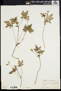 Geranium robertianum image