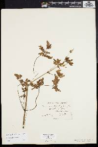 Geranium robertianum image