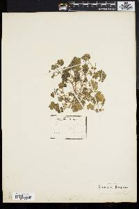 Geranium robertianum image