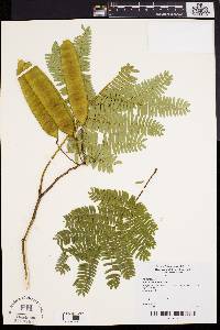 Albizia julibrissin image