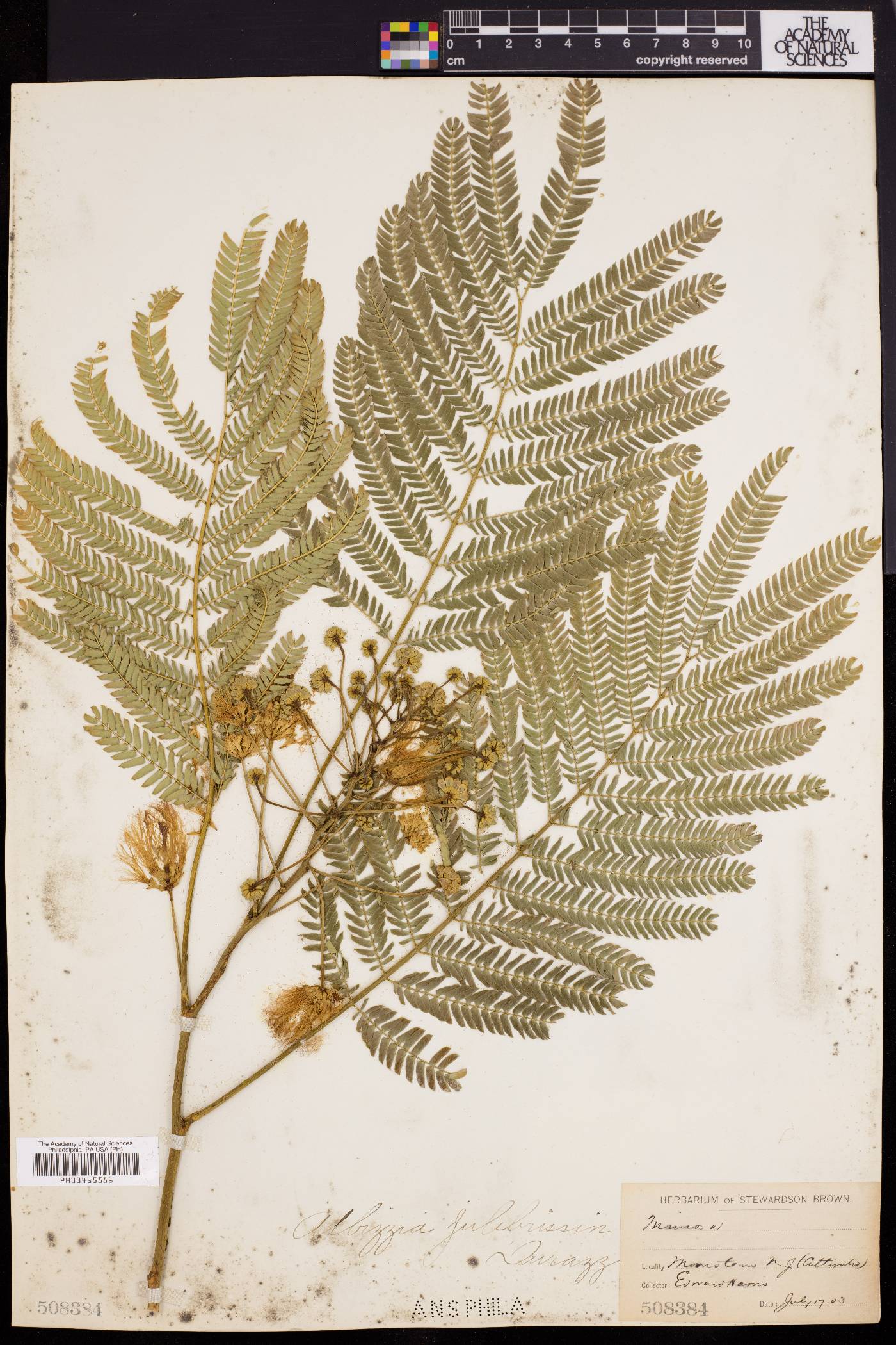 Albizzia image