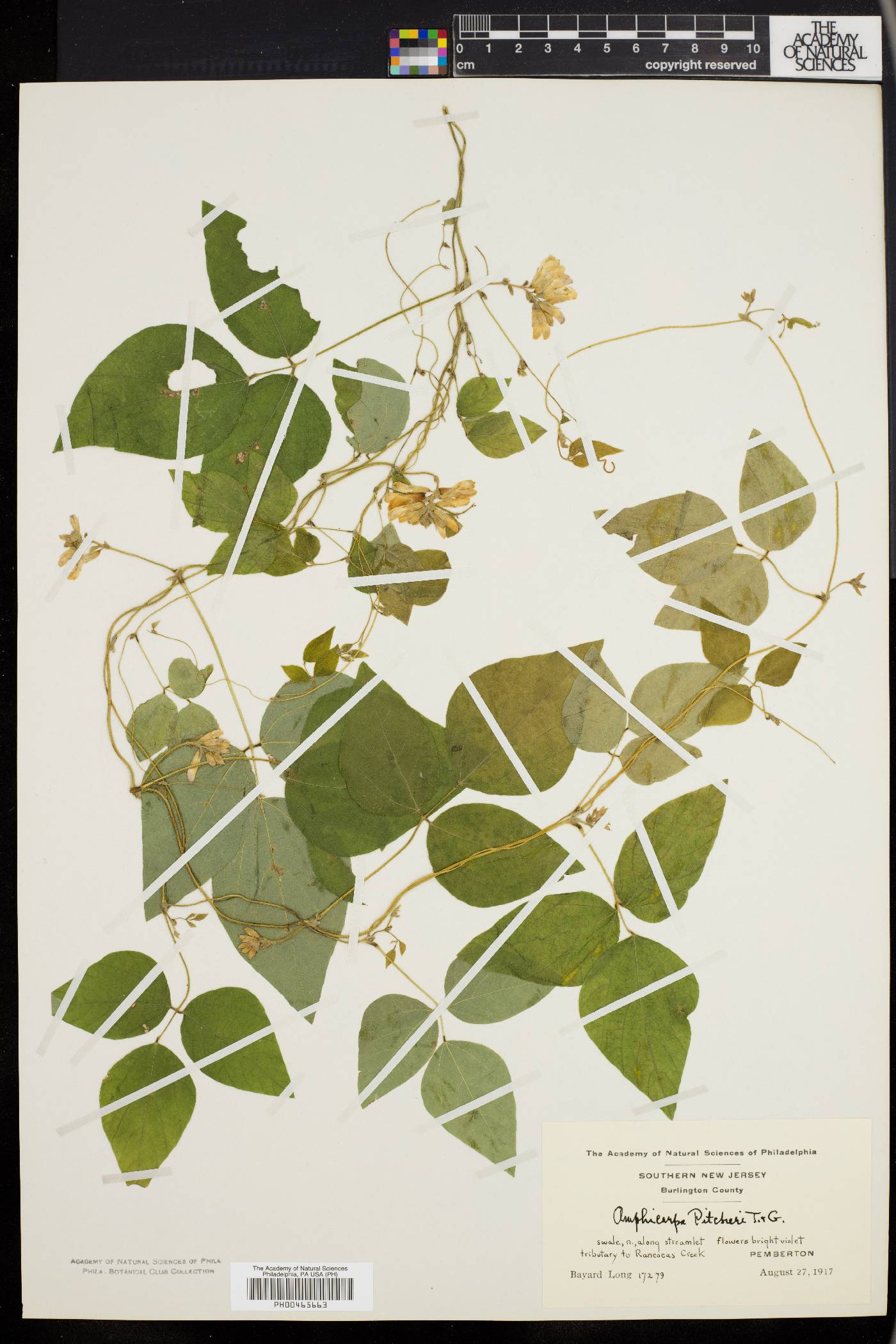 Amphicarpaea bracteata var. comosa image
