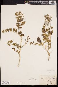 Astragalus canadensis image