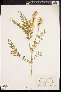 Astragalus canadensis image