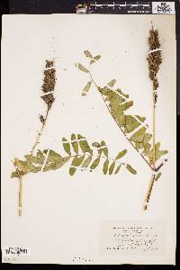 Astragalus canadensis image