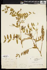 Astragalus canadensis image