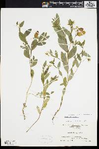 Crotalaria sagittalis image