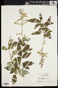 Desmodium canadense image