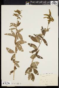 Desmodium canadense image