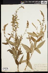 Desmodium canadense image